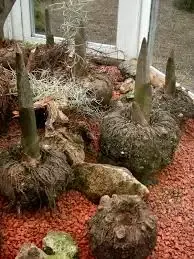 خرید عمده کنجاک گام برای تولیدکنندگان بستنی، نودل و محصولات کمکالری